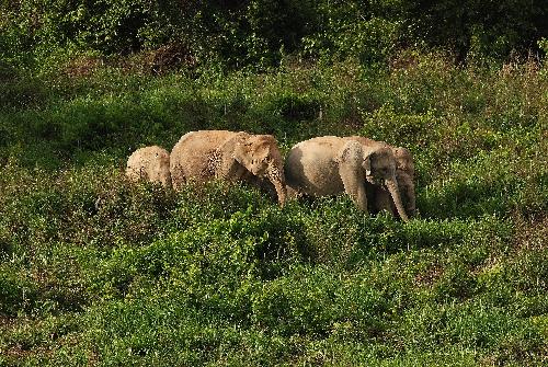 Landwirt durch Elefanten schwer verletzt Thailand