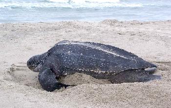 Lederschildkrte legt Eier am Kata Beach auf Phuket - Thailand Blog - Bild 1