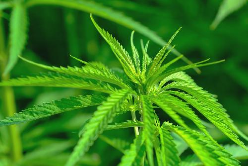 Bild Legalisierung von Cannabis ab 9.Juni