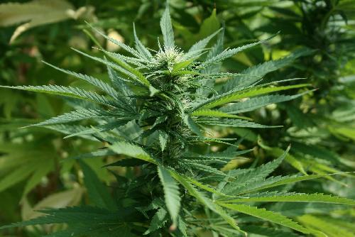 Legalisierung von Cannabis ab 9.Juni - Reisenews Thailand - Bild 2