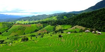 Leuchtend grüne Reisterrassen - Pa Pong Pieng - Thailand Blog - Bild 1