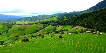 Leuchtend grne Reisterrassen - Pa Pong Pieng - Thailand Blog - Bild 1