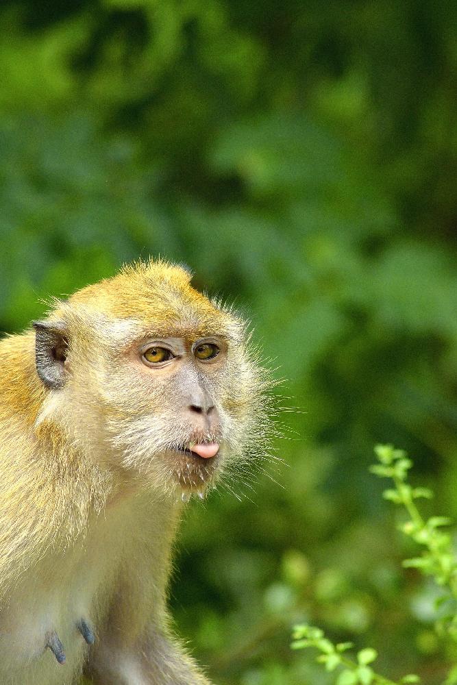 Lopburis Affenchaos - Regierung und örtliche Behörden mit gemeinsamer Strategie - Nach dringendem Hilferuf der Bürger - Lösungen für die Makakeninvasion in Lopburi Bild 1