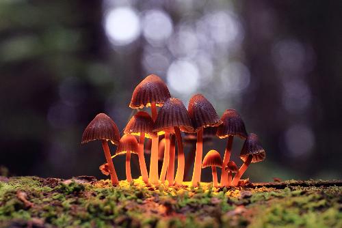 Bild Magic Mushrooms - der ganz unnormale Wahnsinn auf Samui