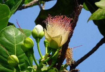 Bild Mangroven pflanzen für mehr Artenvielfalt in Thailand