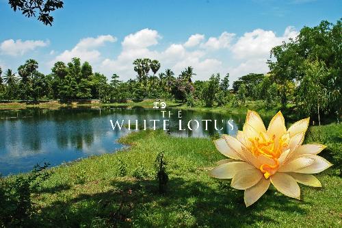 Massentourismus durch Netflix & Co. - Thailands neue Herausforderung - Zwischen Traumkulisse und Overtourism: Die Schattenseite des „White Lotus“-Effekts Bild Massentourismus durch Netflix & Co. - Thailands neue Herausforderung