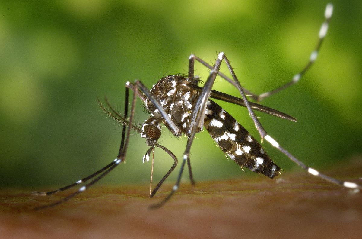Mit dem Monsun kommt das Dengue Fieber - Die Provinz Trang meldet Anstieg der Erkrankungen und 2 Todesfälle Bild 1
