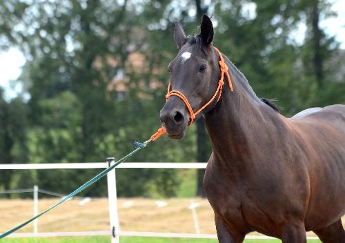 Bild Mit Farbe und Gentechnik gegen Pferdediebstahl