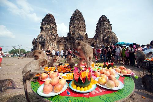 Monkey-Festival Lopburi - das einzigartige Affenbuffet - Veranstaltungen - Bild 2