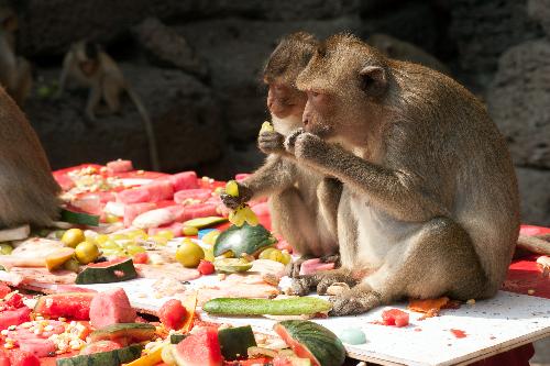 Monkey-Festival Lopburi - das einzigartige Affenbuffet - Veranstaltungen - Bild 3