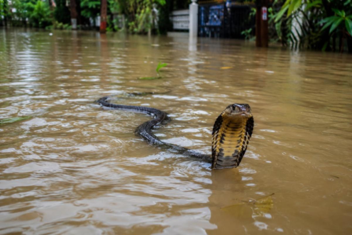 Monsunfluten in Thailand: Was Reisende wissen sollten - Starker Regen und Überschwemmungen bergen Gefahren Symbolfoto 1