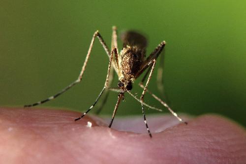 Bild Mückenstiche verhindern und behandeln