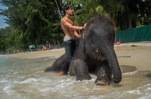 Bild Nationaler Elefantentag in Thailand