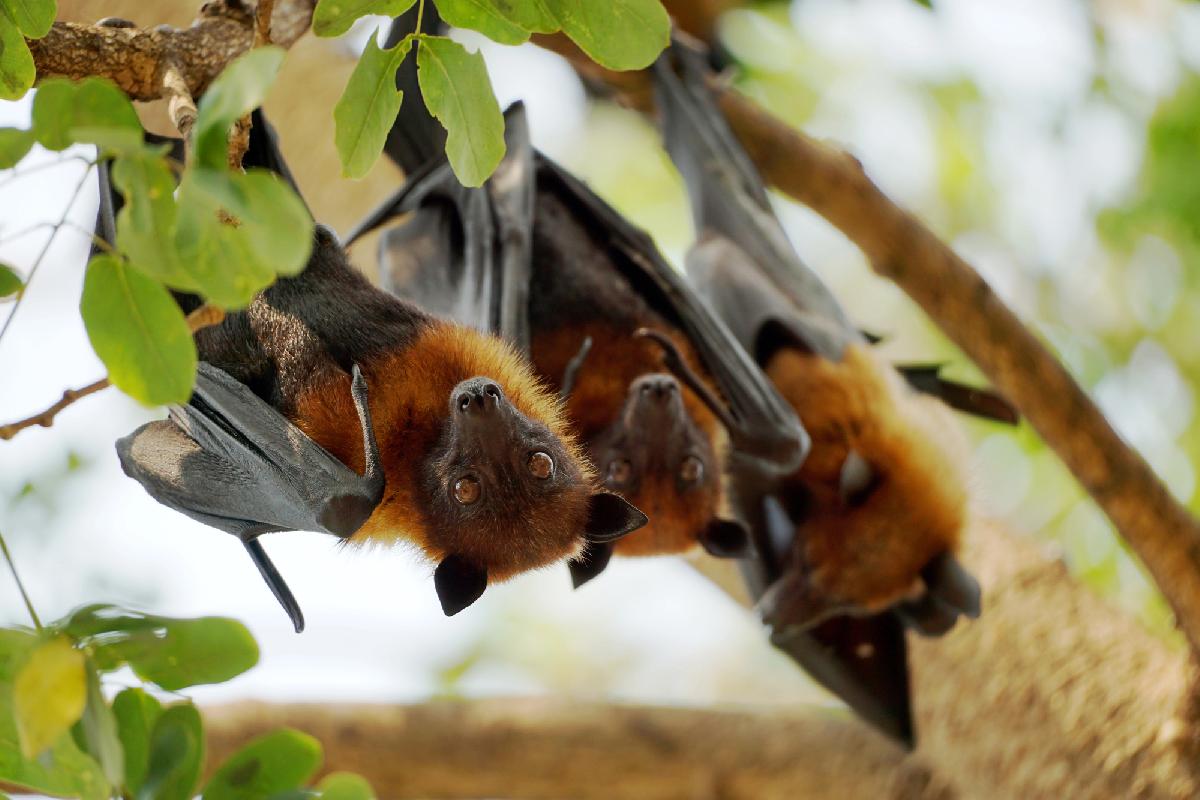 Nipah-Virus in Thailand - Fledermäuse tragen ihn - die größere Gefahr kommt mit dem Flugzeug Symbolfoto 1