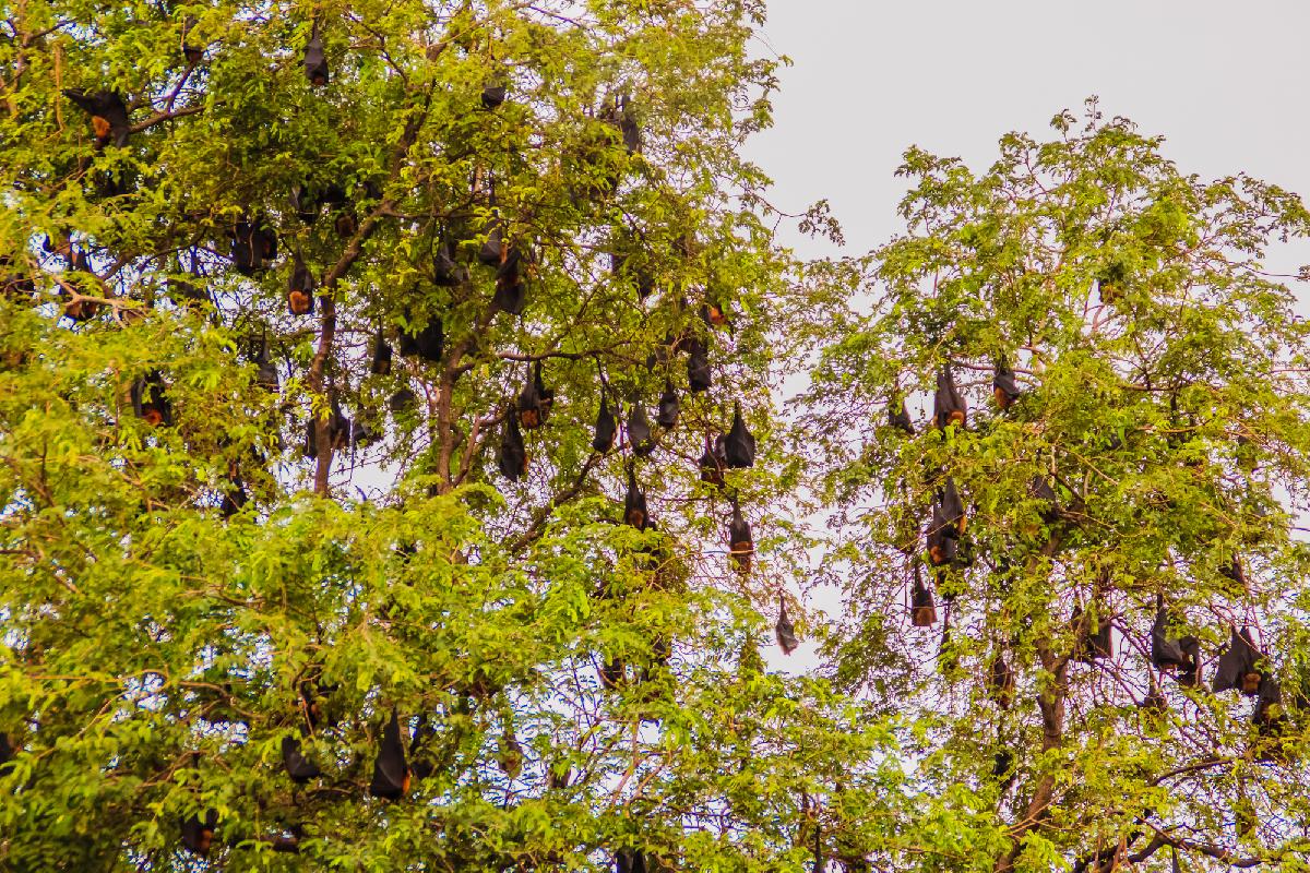 Nipah-Virus in Thailand - Fledermäuse tragen ihn - die größere Gefahr kommt mit dem Flugzeug Symbolfoto 2