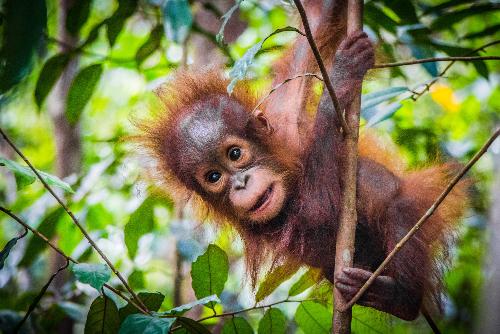 Bild Orang-Utan-Babys in Bangkok aus dem Wildtierhandel befreit