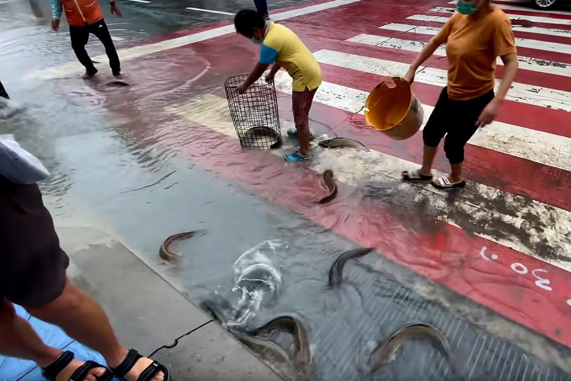 Pattaya erneut überflutet - Kanalisation kollabiert - Fische in Pattayas Strassen bereichern das Mittagessen Bild 1