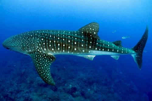 Pattaya-Fischer überrascht von Walhai-Besuch - Ausbleibende Touristen bringen die Tiere zurück Bild Pattaya-Fischer überrascht von Walhai-Besuch