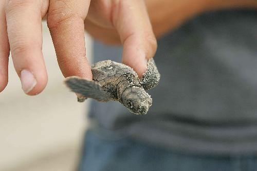 Bild Phang Nga bricht Rekord fr Baby Lederschildkrten