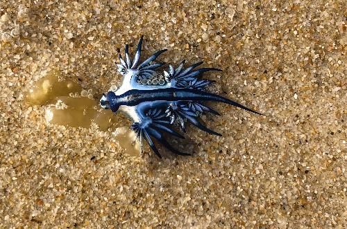 Bild Phuket warnt vor gefährlichen Blauen Drachen am Strand