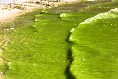 Bild Planktonblüte und Ölpest treffen Bang Saen
