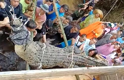 Bild Riesiges Krokodil verschreckt Anwohner in einem Thai-Dorf