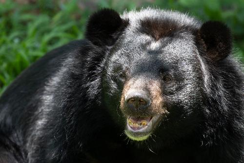 Schockierender Angriff eines Schwarzbären in Thailand - Drama: 75-Jähriger überlebt schwerstverletzt Bärenangriff Bild Schockierender Angriff eines Schwarzbären in Thailand