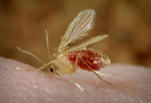 Bild Schutz vor Sandfliegen: Tipps fr bissfreie Strandtage