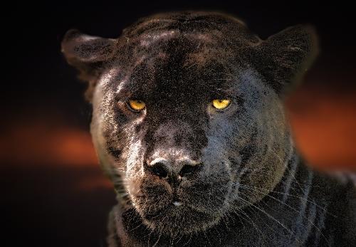 Bild Schwarze Panther im Kaeng Krachan Nationalpark