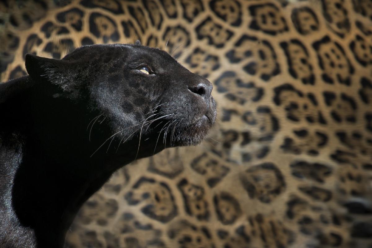 Schwarze Panther im Kaeng Krachan Nationalpark - Die Population der früher sehr raren Tiere hat stark zugenommen Bild 1