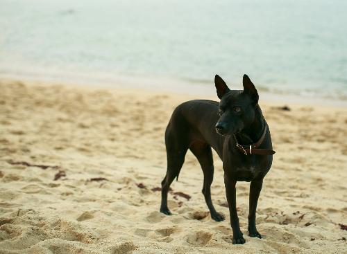 Schweizer droht Visum-Entzug in Thailand wegen seines Hundes - Hundeangriffe am Strand von Bang Saphan sorgen für Aufruhr! Bild Schweizer droht Visum-Entzug in Thailand wegen seines Hundes