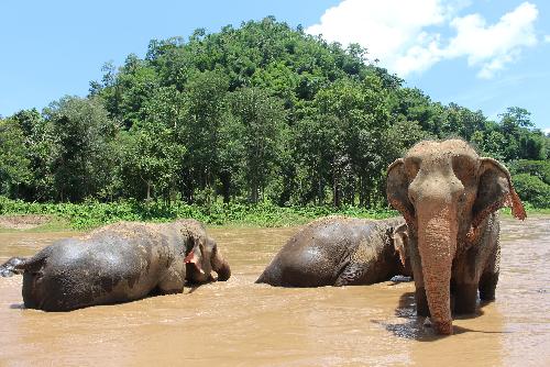Sieben Elefanten zum Teil schwer verletzt - Reisenews Thailand - Bild 1