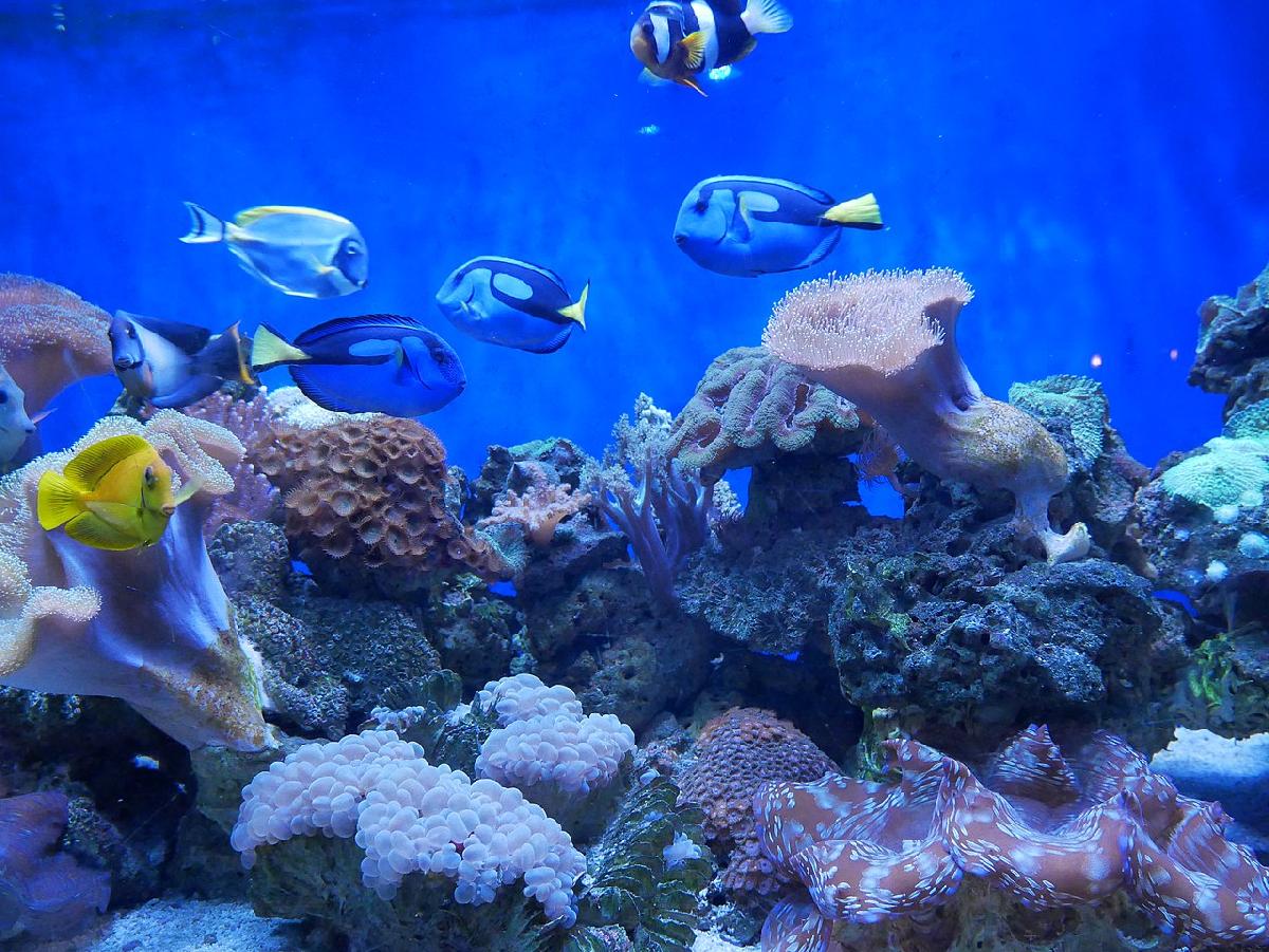 Chiang Mai Zioo Aquarium - Picture CC by กสิณธร ราชโอรส