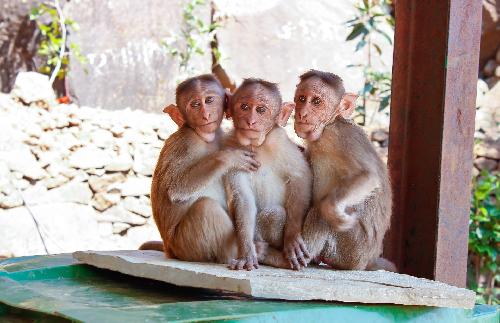 Bild So ein Affentheater in Lopburi