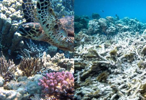 Korallensterben durch Sonnenschutzmittel