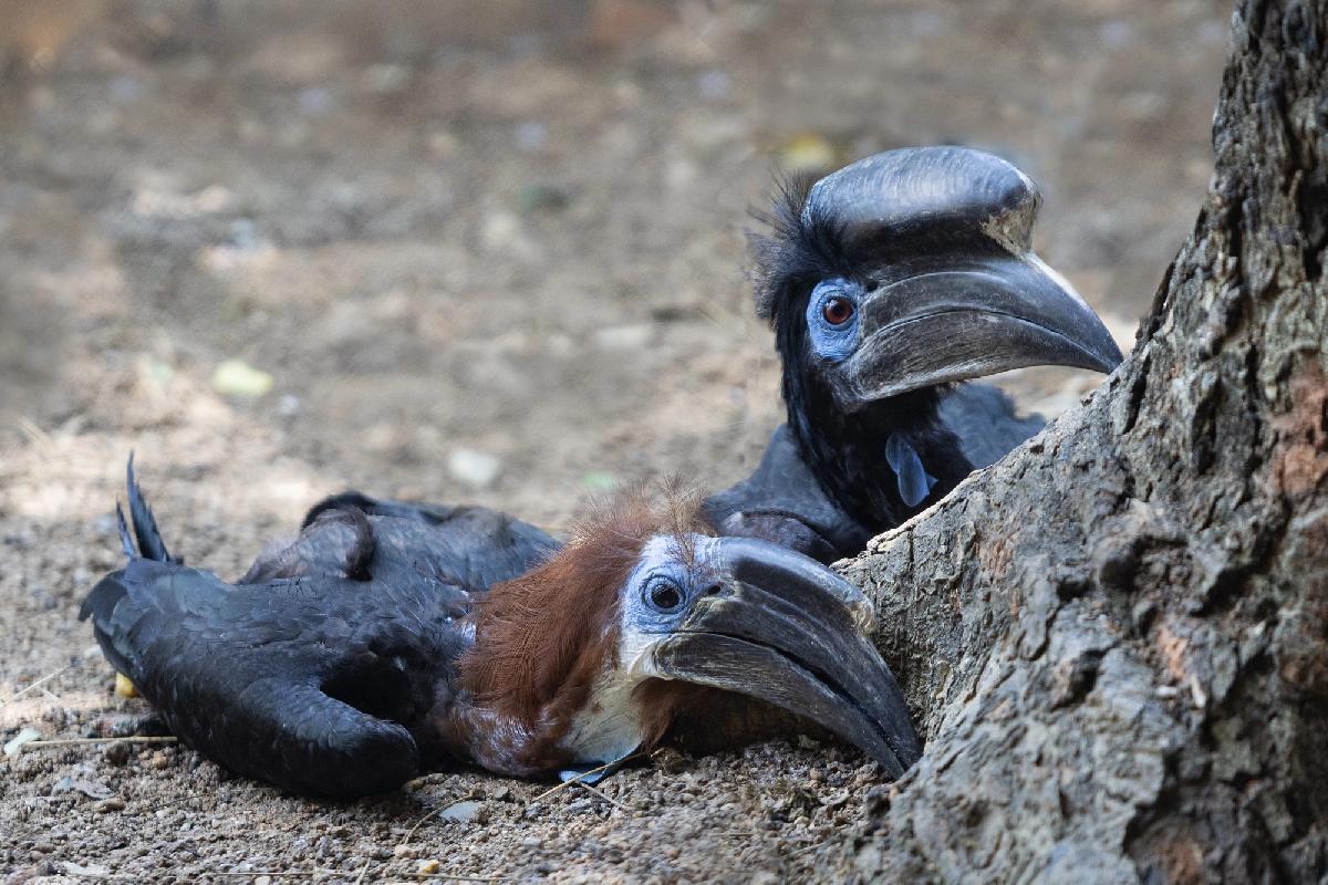Thailändische Schülerin gewinnt internationale Umweltpreise - Junge Naturschützerin macht Plastikmüll zu einem Zuhause für bedrohte Vögel Symbolfoto 2