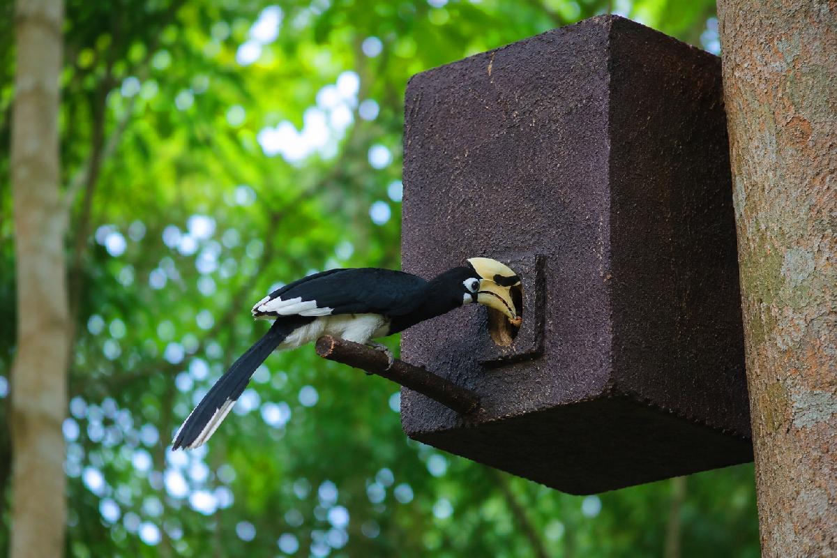 Thailändische Schülerin gewinnt internationale Umweltpreise - Junge Naturschützerin macht Plastikmüll zu einem Zuhause für bedrohte Vögel Symbolfoto 3