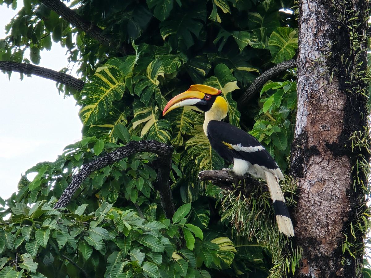 Thailändische Schülerin gewinnt internationale Umweltpreise - Junge Naturschützerin macht Plastikmüll zu einem Zuhause für bedrohte Vögel Symbolfoto 4