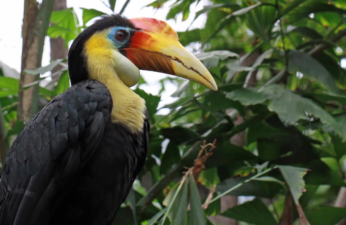 Thailändische Schülerin gewinnt internationale Umweltpreise - Junge Naturschützerin macht Plastikmüll zu einem Zuhause für bedrohte Vögel Symbolfoto 5
