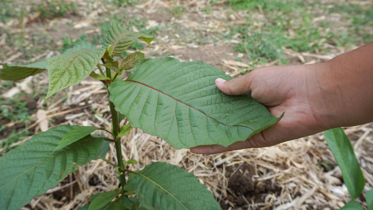 Thailändische Volksdroge Kratom - Grüne Blätter mit großer Wirkung: Kratom und seine Rolle in Thailand Symbolfoto 3