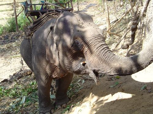Thailndischer Elefant durch Feuerwerk erschreckt - Reisenews Thailand - Bild 1