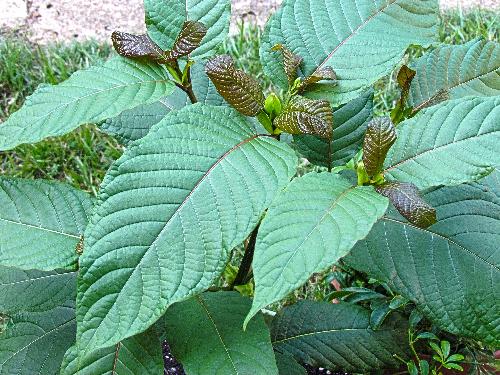 Bild Thailndische Volksdroge Kratom