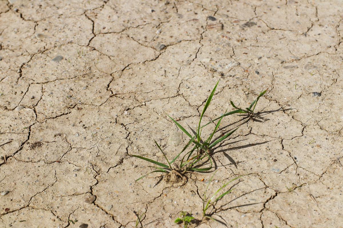 Thailand bereitet sich auf extreme Hitze und Dürre vor - Droht Südostasien ein Super-El Niño? Symbolfoto 1