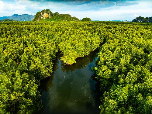 Bild Thailand entdeckt seine Mangroven neu