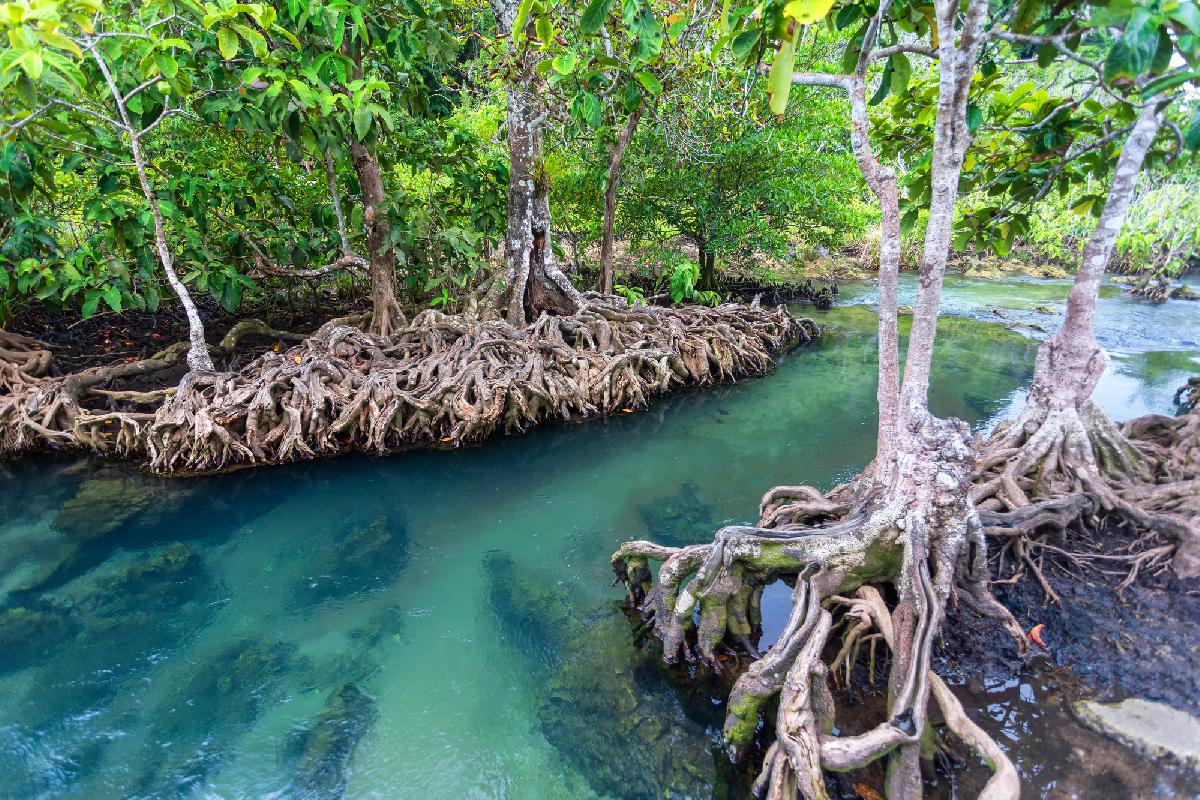 Thailand feiert Fortschritte im Mangrovenschutz und -ausbau - UNESCO lobt: Thailand zählt zu führenden Mangroven-Schutzgebieten in Südostasien Bild 1