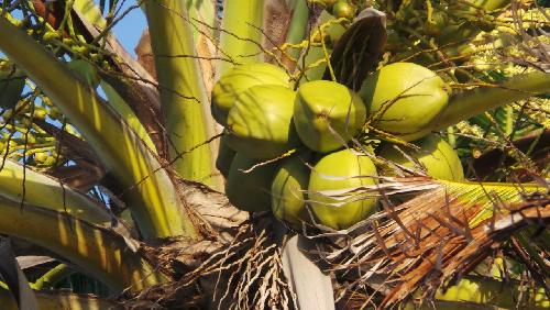 Bild Thailands Zertifikat für Affenfrei geerntete Kokosnüsse