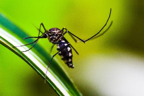Thailand soll bis 2024 frei von Malaria sein - Reisenews Thailand - Bild 1