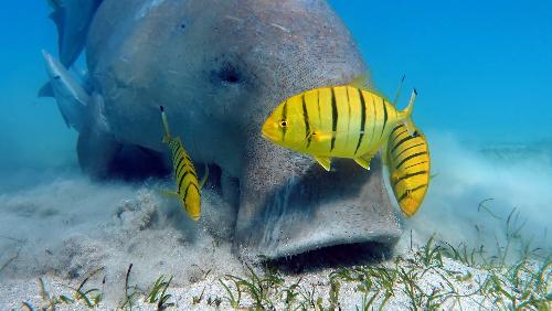 Thailands Dugongs in Not - Reisenews Thailand - Bild 1