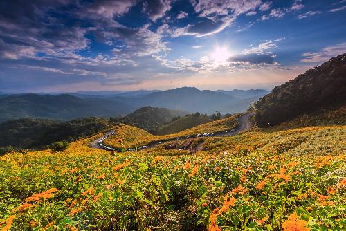Thailands goldene Felder: Sonnenblumenparadiese - Reisenews Thailand - Bild 1