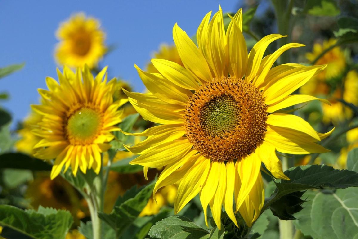 Thailands goldene Felder: Sonnenblumenparadiese Bild 1